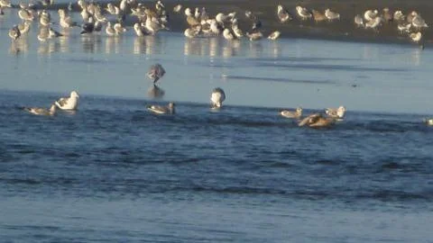 Close up of seagulls Stock Photos