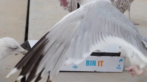 Close Up Of Seagulls On A Sandy Beach, Attacking A Box Containing Food, UK Stock Footage 138510932