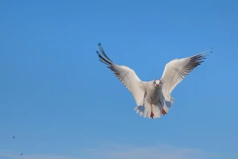 Close up of the seagulls soaring in the air Stock Photos