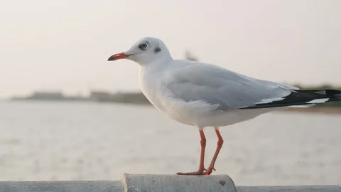 Close up of Seagulls stand on wall in the winter of Thailand. Stock Footage 123965776