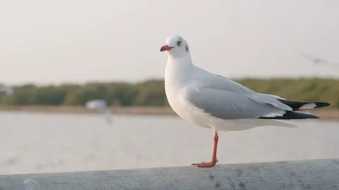 Close up of Seagulls stand on wall in the winter of Thailand. Stock Footage 124103674