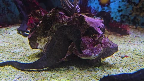 Close up of a seahorse floating Stock Footage 278022260