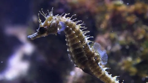 Close up of seahorse Stock Footage 125101356
