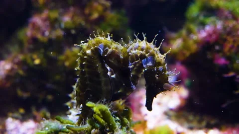  Close up of seahorse  Stock Footage 143219241