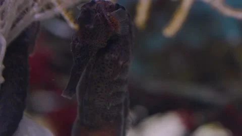 Close up of seahorse Stock Footage 219245018