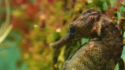 Close up of seahorse Stock Footage 233444384