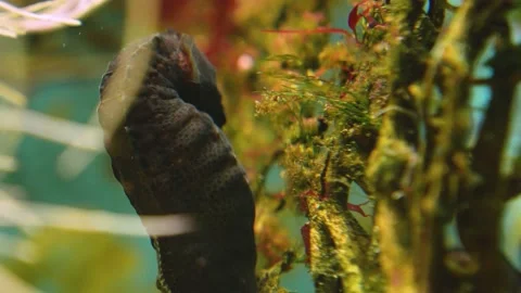 Close up of seahorse Stock Footage 234145866