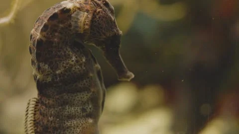 Close up of seahorse Stock Footage 241009989