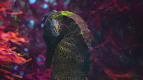 Close up of a seahorse Stock Footage 244337110
