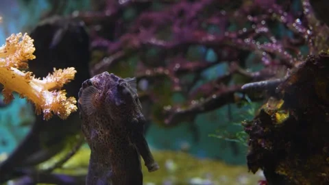 Close up of seahorse Stock Footage 244345447