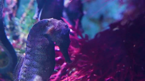  Close up of seahorse  Stock Footage 261425036