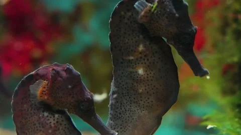 Close up of seahorses Video stock 228597583
