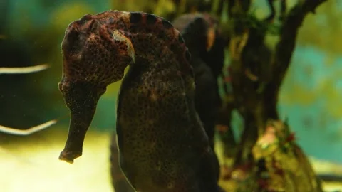 Close up of seahorses Stock Footage 233808721
