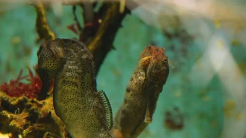 Close up of seahorses Stock Footage 234172590