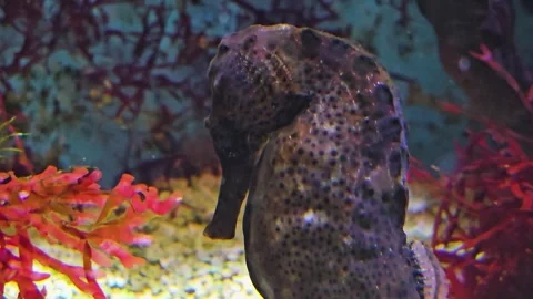 Close up of seahorses Stock Footage 264127088