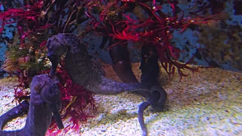 Close up of a seahorses Stock Footage 278023053