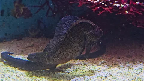 Close up of seahorses Stock Footage 296539028