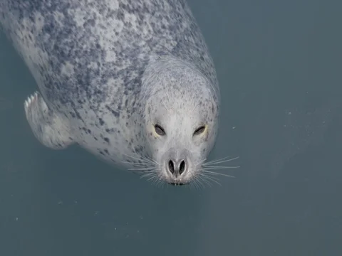 Close Up Seal Face in Ocean Stock Footage 76405761