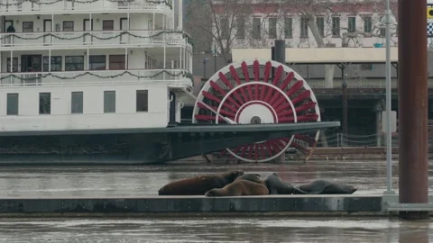 Close up of seals in front of delta king Stock Footage 296726759