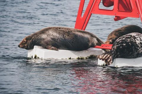 Close up of seals resting on the white float of a red navigation buoy 写真素材