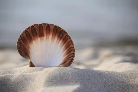 Close-up of a seashell on the beach Stock Photos
