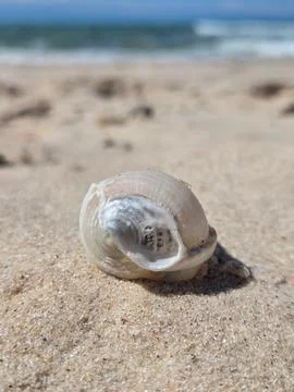 Close-up of a seashell on the beach Stock Photos