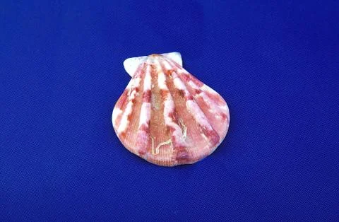 Close-up of seashell on blue background. Stock Photos