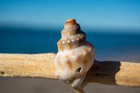 Close-Up of a Seashell on Driftwood at the Beach 写真素材