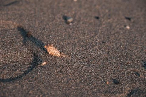 Close-Up Of Seashell Lies On Sandy Beach With Pebbles At Sunset, Moraitika Stock Photos