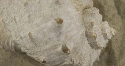 Close-up of a seashell lying on the sand. Panorama. Seashell background and Stock Footage 165586117