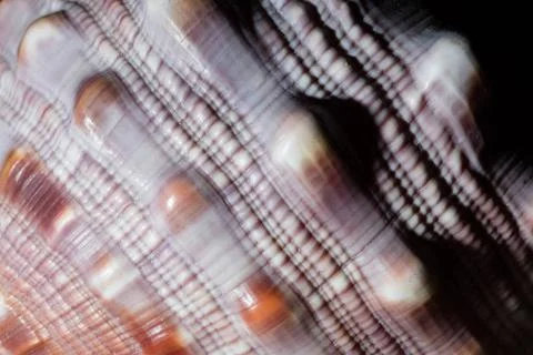 Close up of seashell macro of texture of a marine seashell Copyright: xZoo... 库存照片
