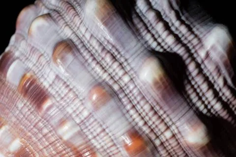 Close up of seashell Macro of texture of a marine seashell Copyright: xZoo... 库存照片