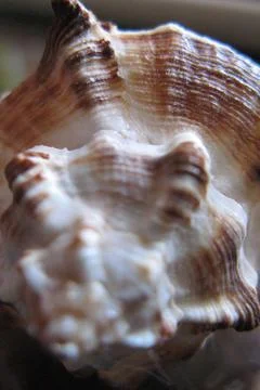 Close-Up of Seashell with Natural Texture and Selective Focus Stock Photos
