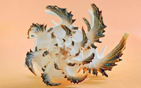 Close up of a seashell Stock Photos