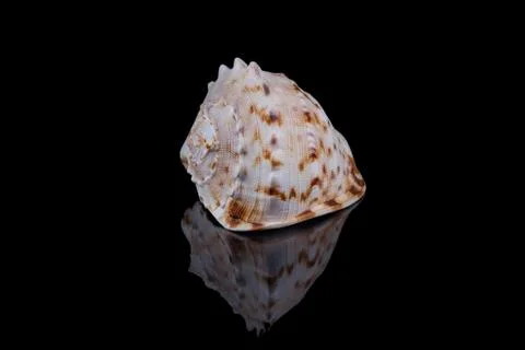 Close-up seashell with reflection on black background . 스톡 사진