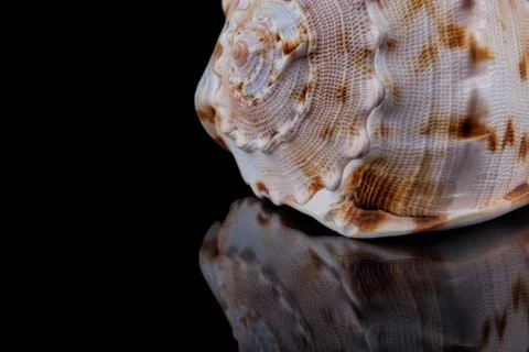 Close-up seashell with reflection on black background . 스톡 사진