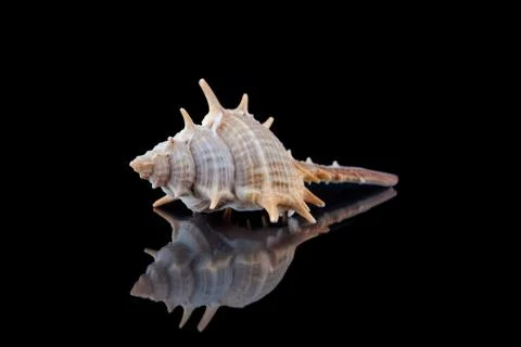 Close-up seashell with reflection on black background . 스톡 사진