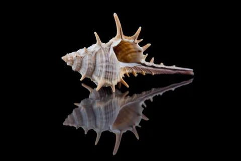 Close-up seashell with reflection on black background . Foto stock