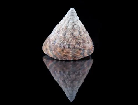 Close-up seashell with reflection on black background . Stock Photos