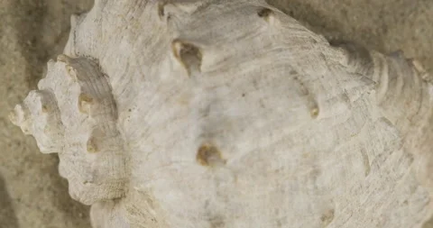 Close-up of a seashell. Refocusing from the foreground to the background of the Stock Footage 164683389