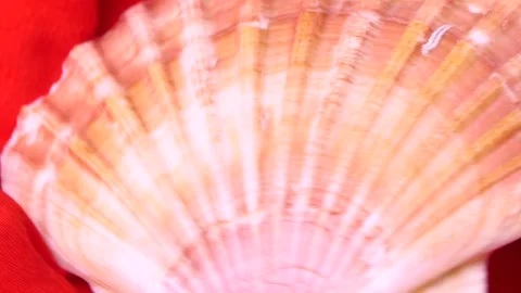 Close-up seashell rotating Video stock 248386583