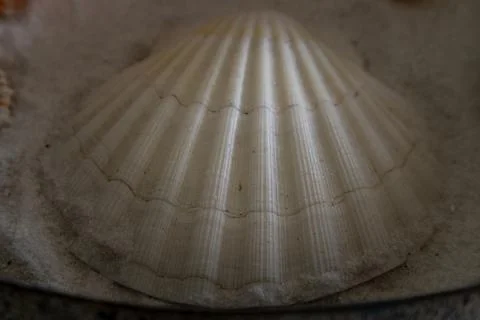 Close-up of seashell on sand background. Stock Photos