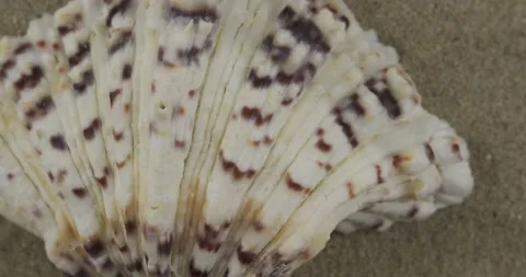 Close-up of a seashell in the sand. Panorama. Seashell texture Stock Footage 164191493