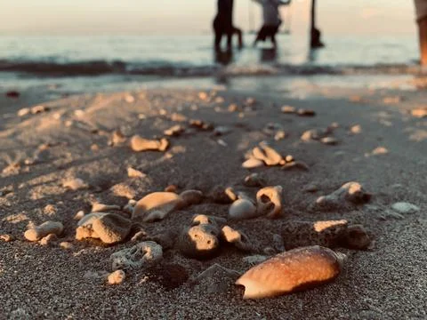 Close-Up Seashell on Sandy Beach at Golden Sunset, Tanjung Lesung Beach Stock Photos