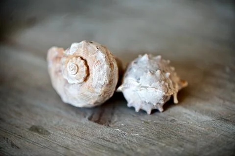 Close up of seashell on wooden surface Stock Photos