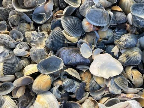 Close-up seashells and pebbles Stock Photos