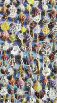 Close up seashells for background Stock Photos