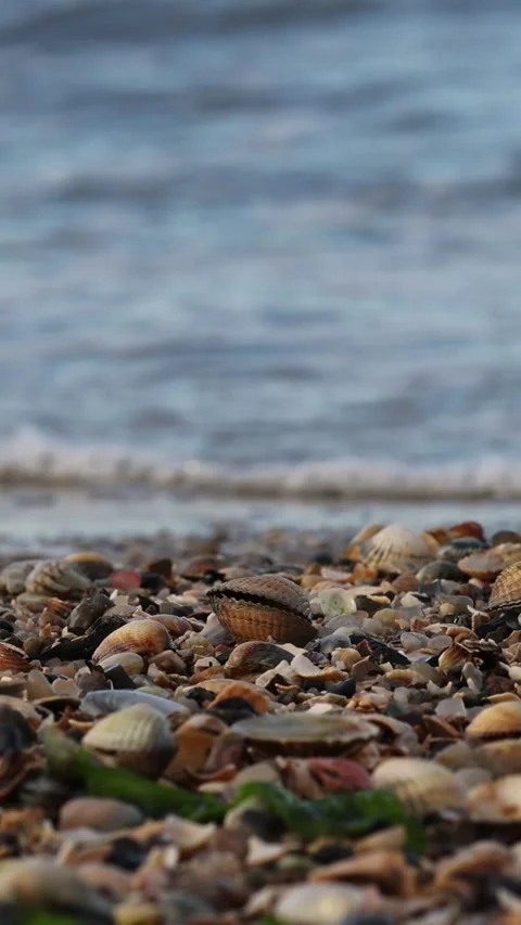 Close-up of seashells on the beach with calm waves crashing Stock Footage 344801216