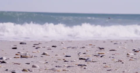 Close up Seashells on the Beach  Stock Footage 55017334