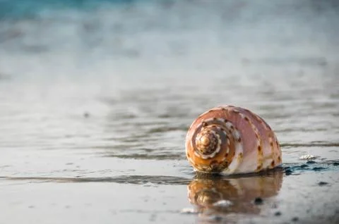 Close-up seashells on the beach Stock Photos